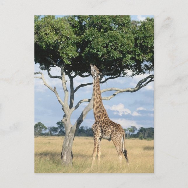 Carte Postale Manger de girafe (Devant)