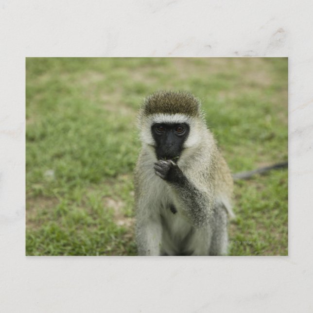 Carte Postale Manger des singes vervet, Afrique (Devant)