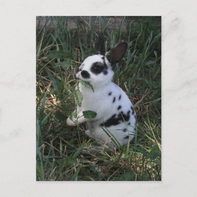 Carte Postale Manger des Verts (Devant)