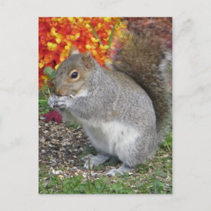 Carte Postale Manger l'écureuil