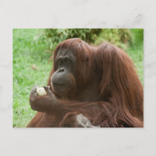 Carte Postale Manger Orangutan