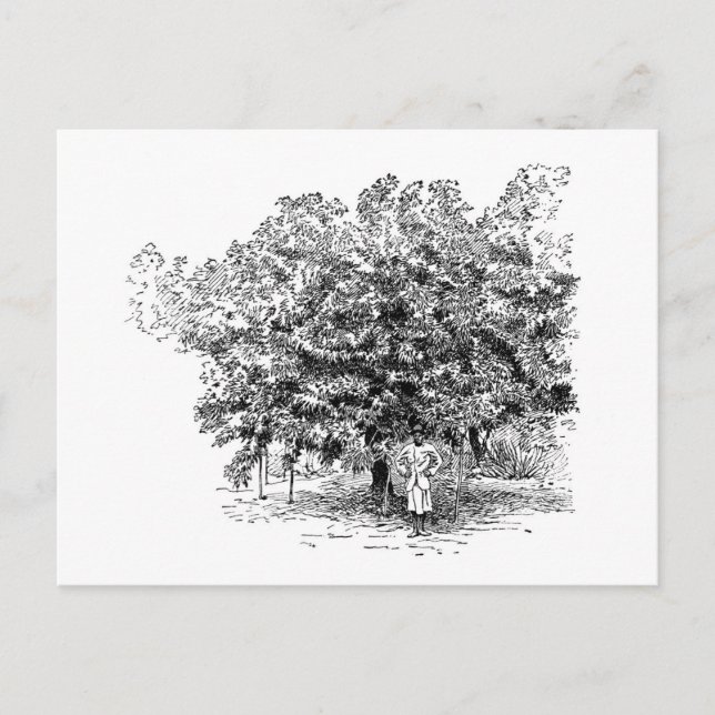 Carte Postale Mango Farmer (Devant)