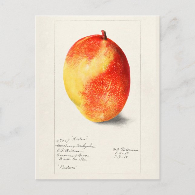 Carte Postale Mango (Mangifera Indica) Peinture d'aquarelle aux  (Devant)
