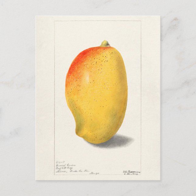 Carte Postale Mango (Mangifera Indica) Peinture d'aquarelle aux  (Devant)