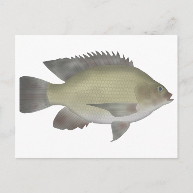 Carte Postale Mango Tilapia (Devant)