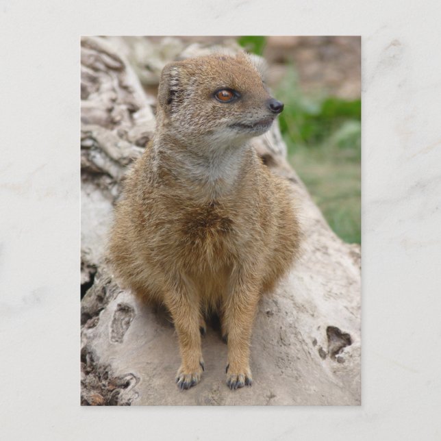 Carte Postale Mangoisse jaune (Devant)