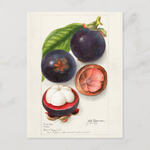 Carte Postale Mangosteens (Garcinia Mangostana) Peinture aux fru