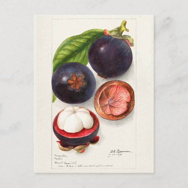 Carte Postale Mangosteens (Garcinia Mangostana) Peinture aux fru (Devant)