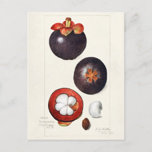 Carte Postale Mangosteens (Garcinia Mangostana) Peinture aux fru