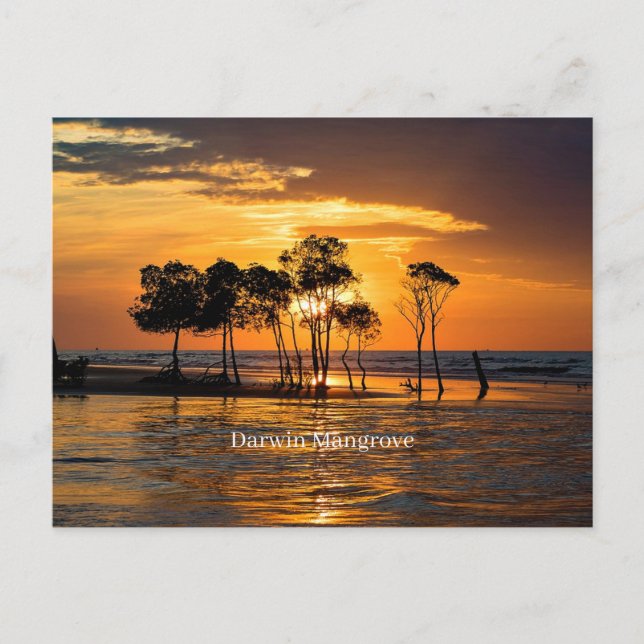 Carte Postale Mangrove de Darwin (Devant)