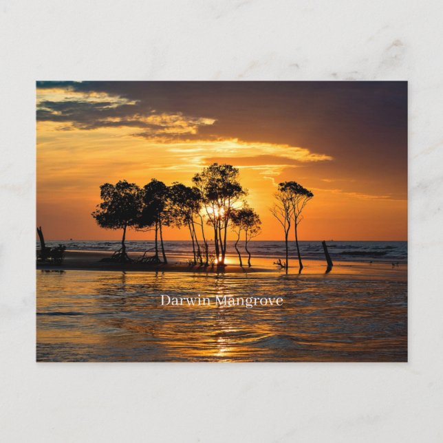 Carte Postale Mangrove de Darwin, Australie (Devant)