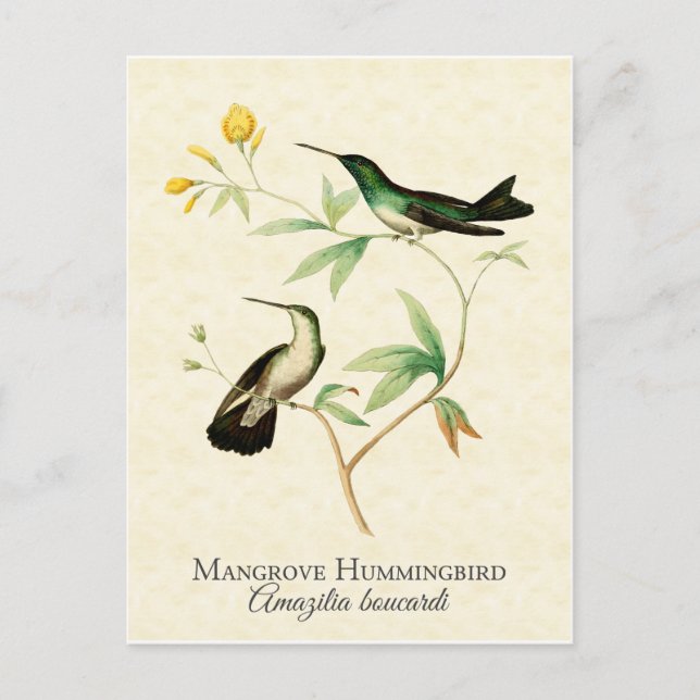 Carte Postale Mangrove Hummingbird Art Vintage (Devant)