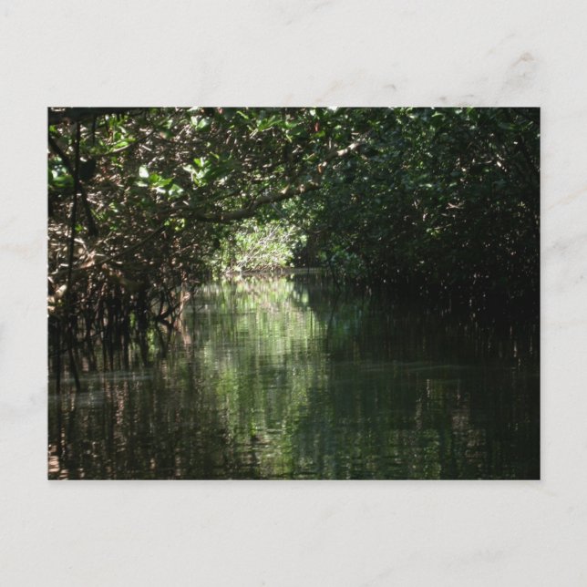 Carte Postale Mangrove, Tenacatita, Mexique (Devant)