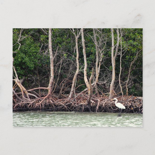 Carte Postale Mangroves de Floride (Devant)