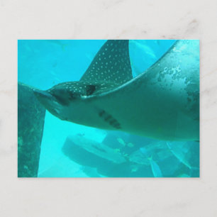 Carte postale Manta Ray