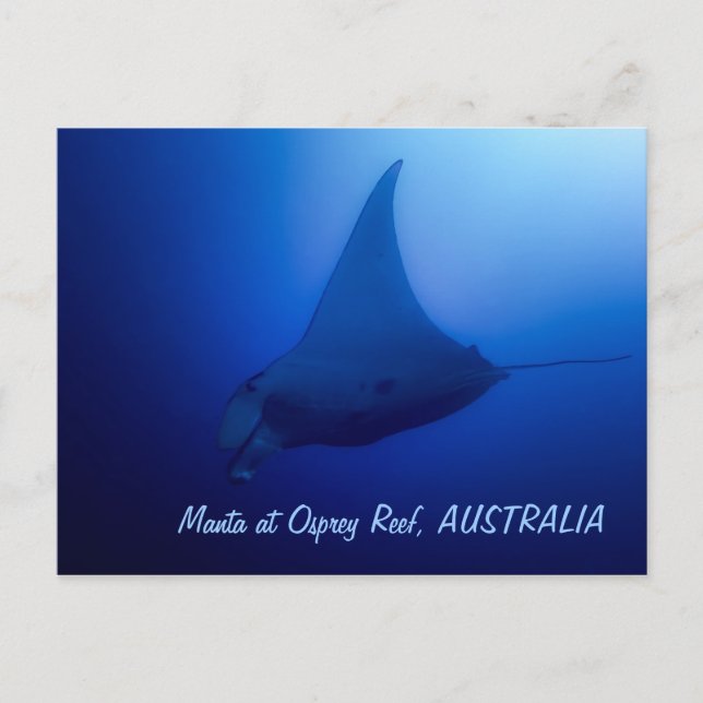 Carte postale Manta Ray (Devant)