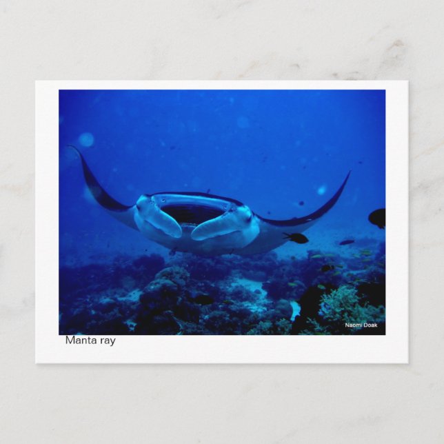 Carte Postale manta ray postcard - 01 (Devant)