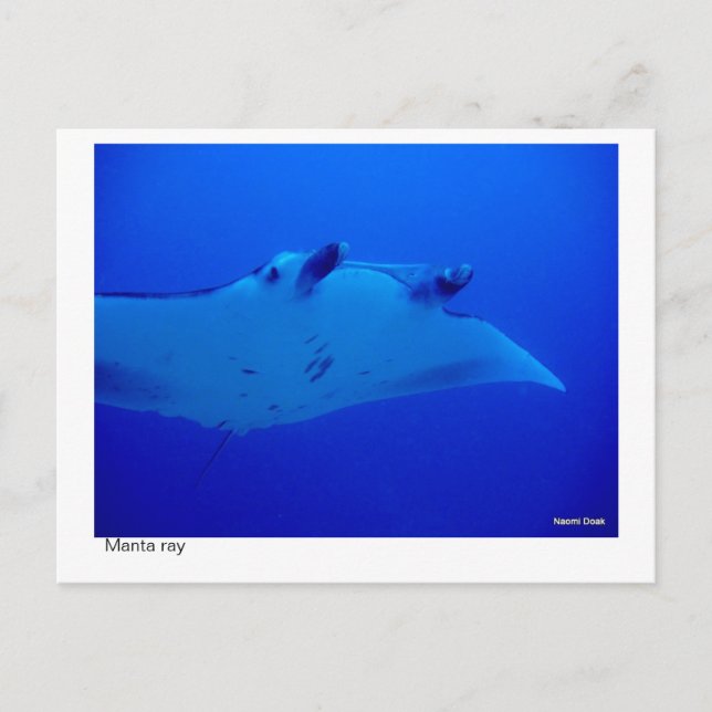 Carte Postale manta ray postcard - 03 (Devant)