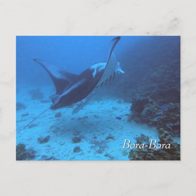 Carte Postale Manta Ray Rencounter Plongée à Bora Bora (Devant)