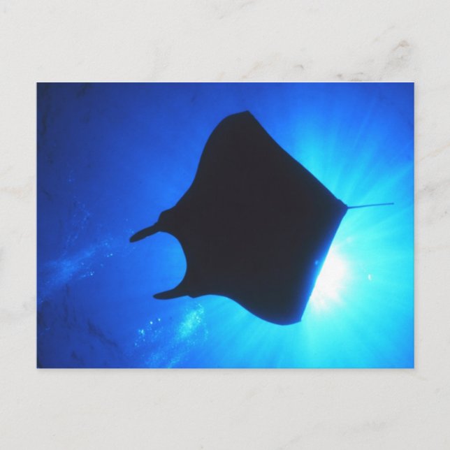Carte Postale Manta Ray Silhouette (Devant)