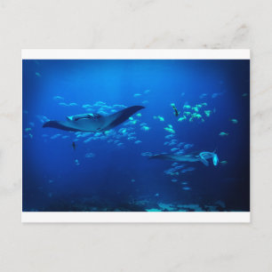 Carte Postale Manta Rays