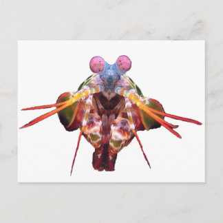 Carte Postale mante