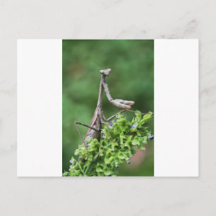 Carte Postale mante