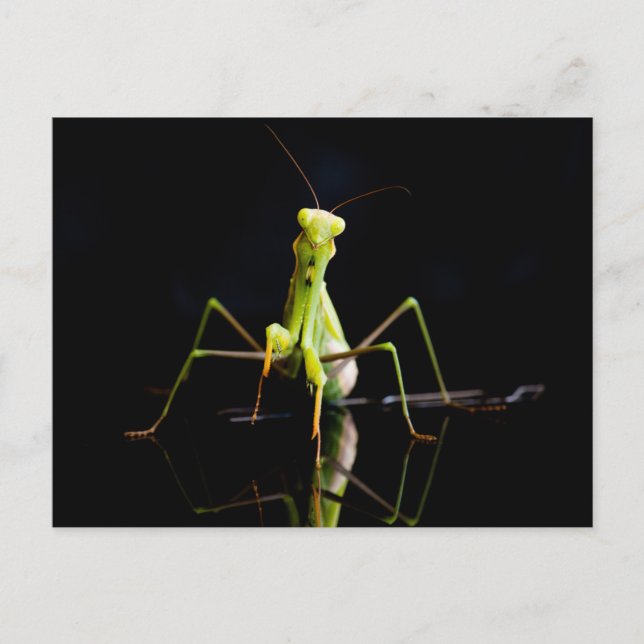 Carte Postale Mante priante (Devant)