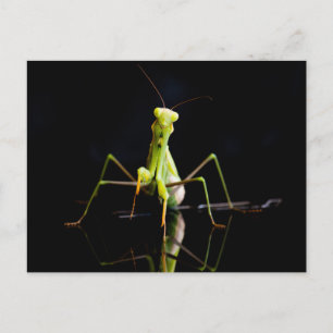 Carte Postale Mante religieuse