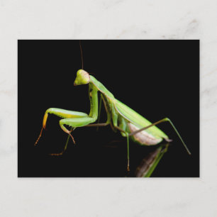 Carte Postale Mante religieuse