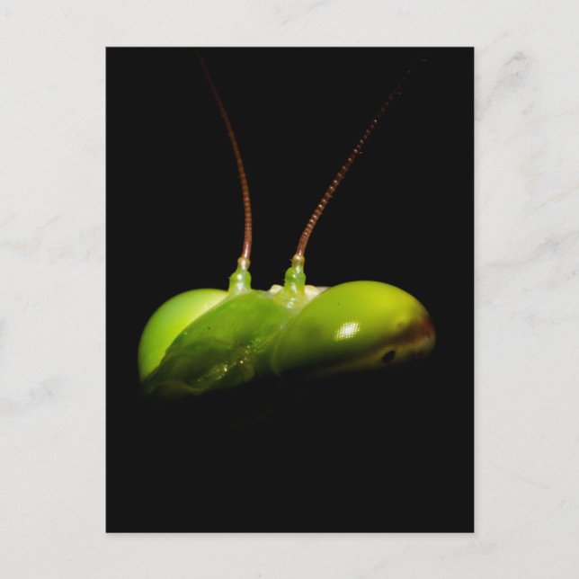 Carte Postale Mante religieuse (Devant)