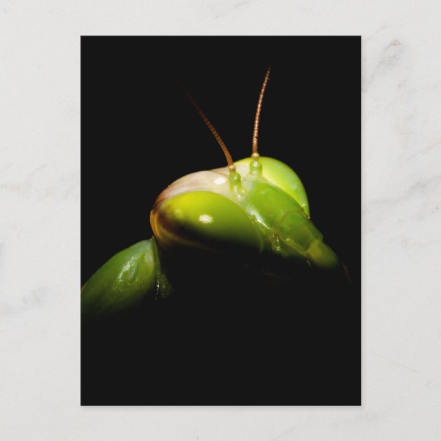 Carte Postale Mante religieuse (Devant)