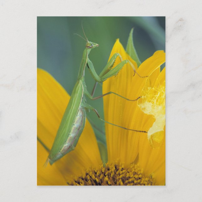 Carte Postale Mante religieuse femelle (Devant)