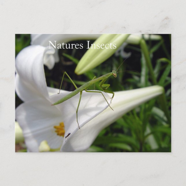 Carte Postale Mante religieuse sur une fleur (Devant)