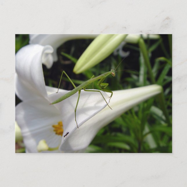 Carte Postale Mante religieuse sur une fleur  (Devant)