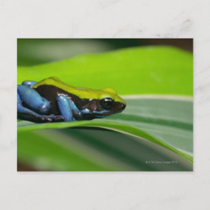 Carte Postale Mantella à dos vert