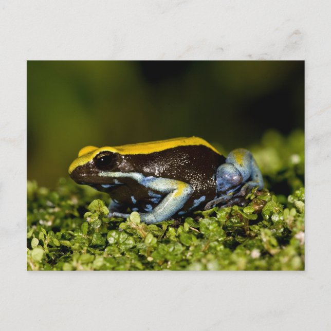 Carte Postale Mantella, Mantella expectata, (Devant)
