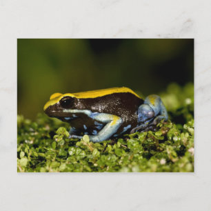 Carte Postale Mantelle à oreilles noires, Mantella expectata,