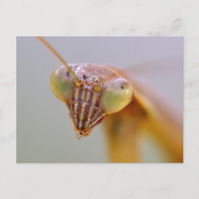 Carte Postale Mantes religieuses (Devant)