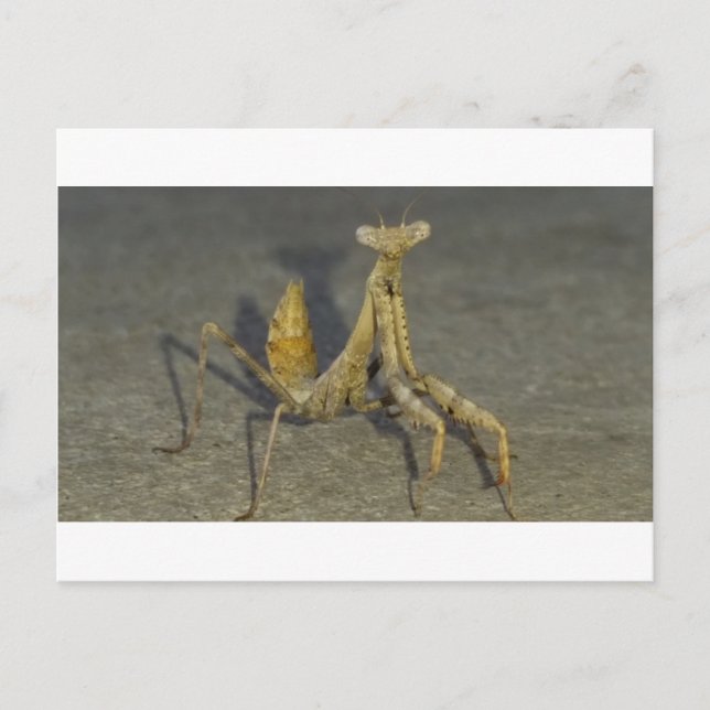 Carte Postale Mantis (Devant)