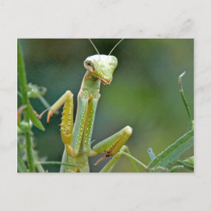 Carte postale Mantis 475