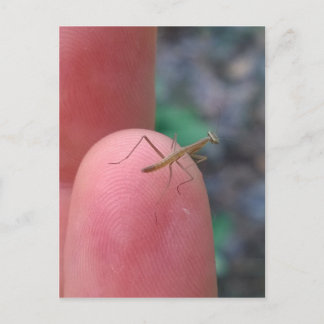 Carte Postale Mantis de prière pour bébé sur doigt