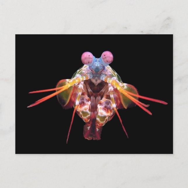 Carte Postale Mantis en noir (Devant)