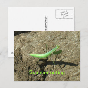 Carte postale - Mantis en prière