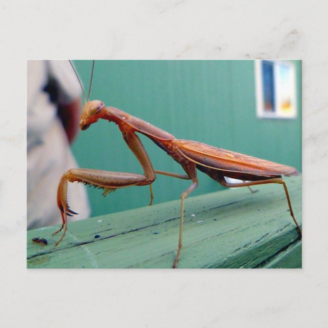 Carte Postale Mantis et fourmi (Devant)