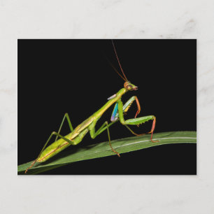 Carte Postale Mantis, Odzala, Parc national de Kokoua