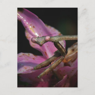 Carte postale Mantis Pink