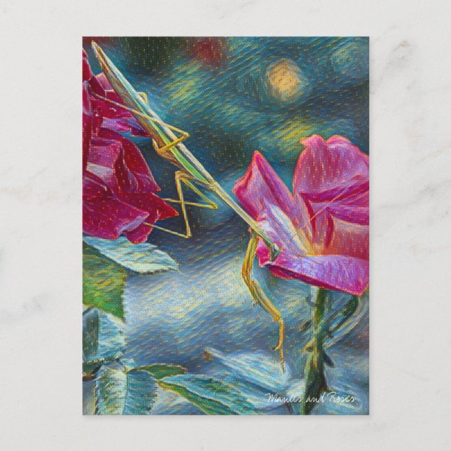 Carte Postale Mantis：Postcard (Devant)