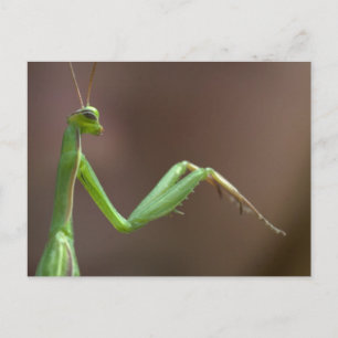 Carte Postale Mantis religiosa