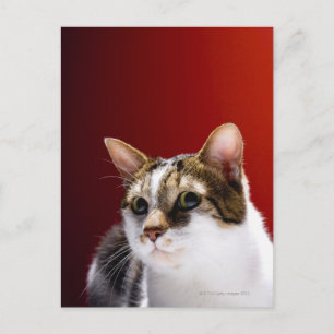 Carte Postale Manx cat